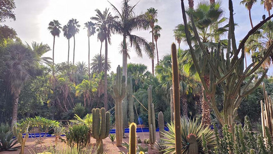 Garten mit vielen Kakteen und Palmen